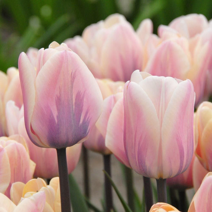 Grower's Choice Tulip Mix