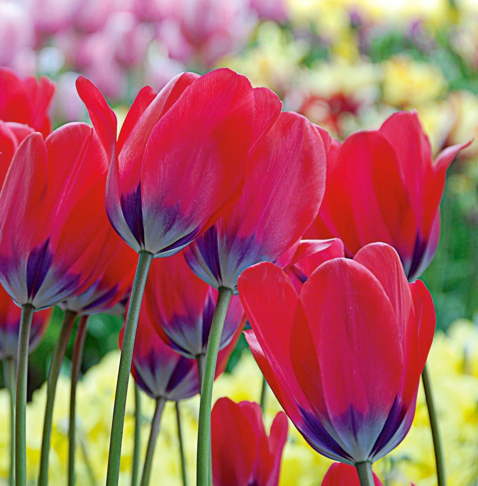 Grower's Choice Tulip Mix