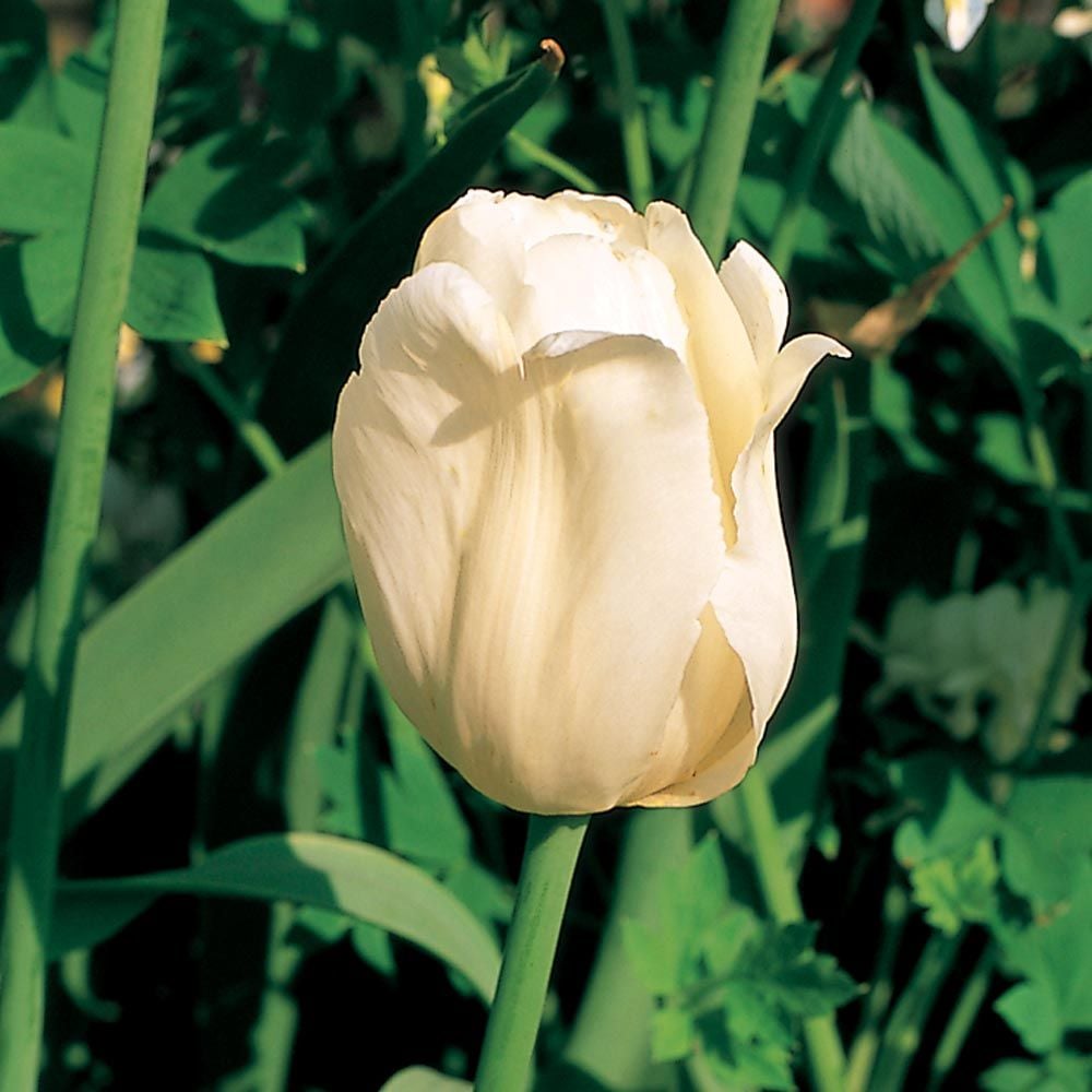 Tulip 'Ivory Floradale'