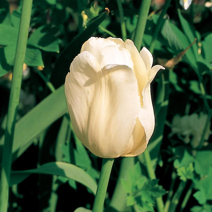 Tulip 'Ivory Floradale'