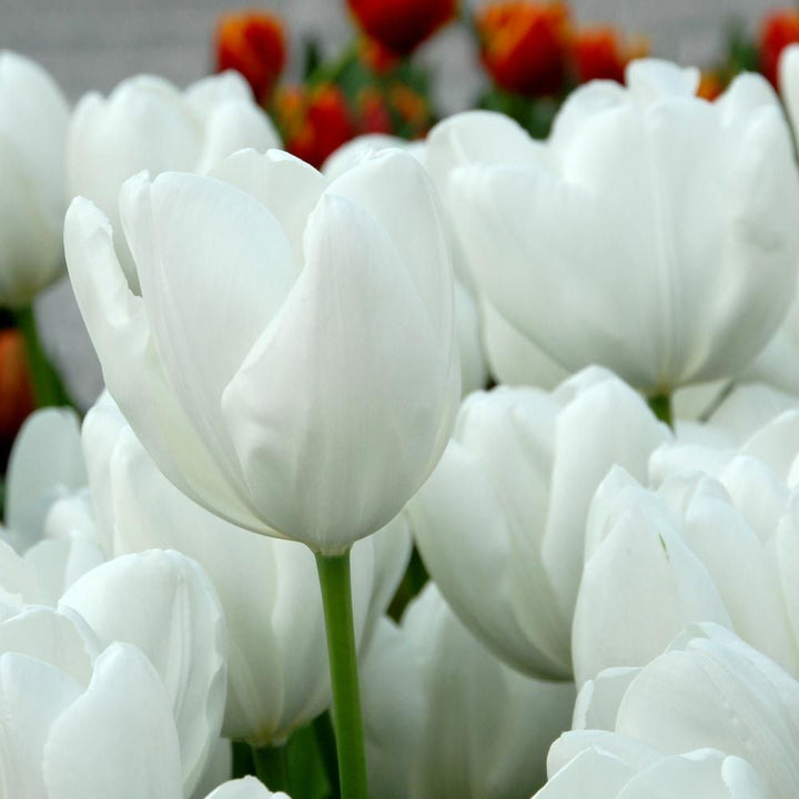 Spring Brights Darwin Hybrid Tulip Mix