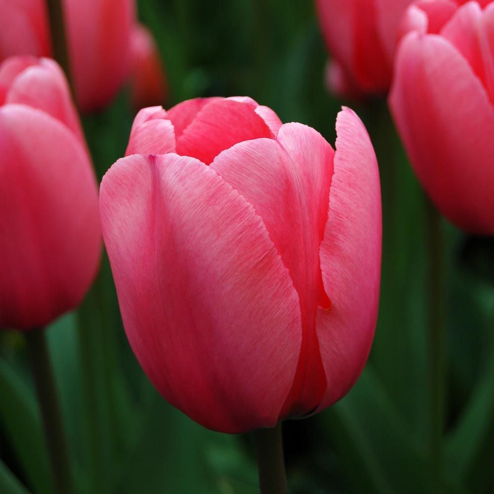 Tulip 'Pink Impression'