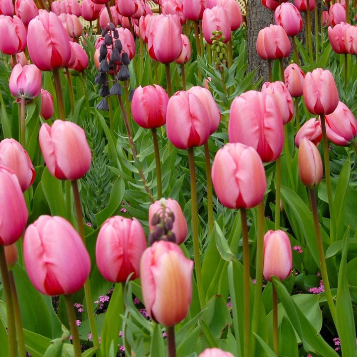 Tulip 'Pink Impression'