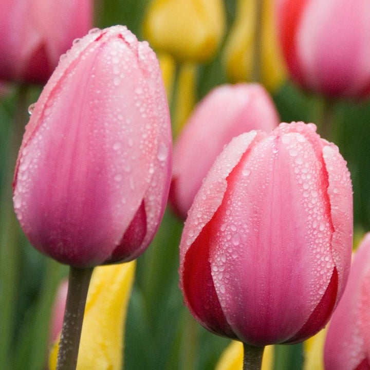 Tulip 'Pink Impression'