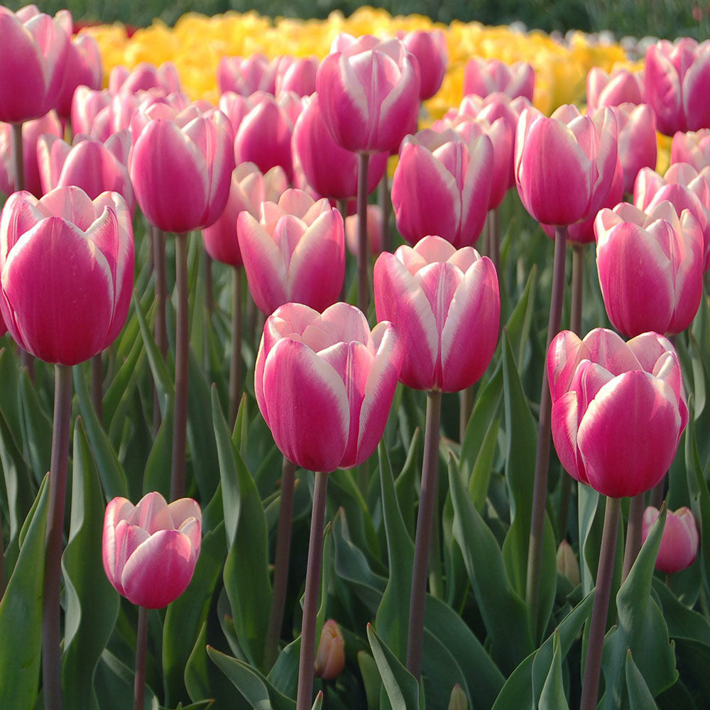 Tulip 'Jumbo Beauty'
