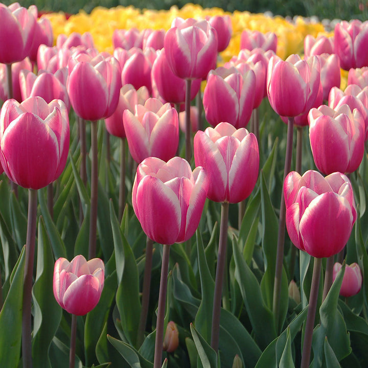 Tulip 'Jumbo Beauty'
