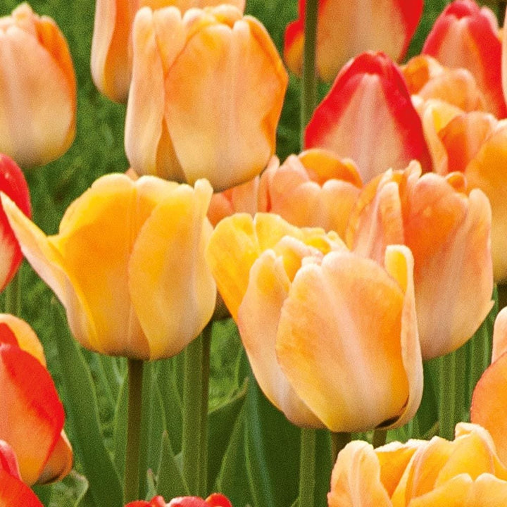 Spring Brights Darwin Hybrid Tulip Mix