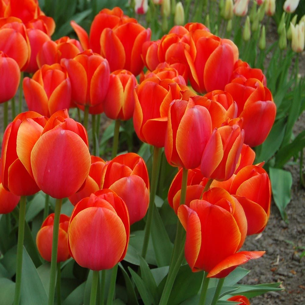 Spring Brights Darwin Hybrid Tulip Mix