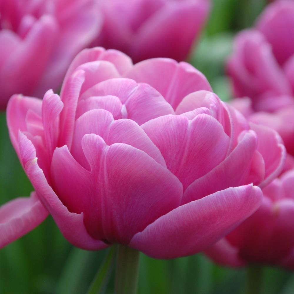 Tulip 'Backpacker'