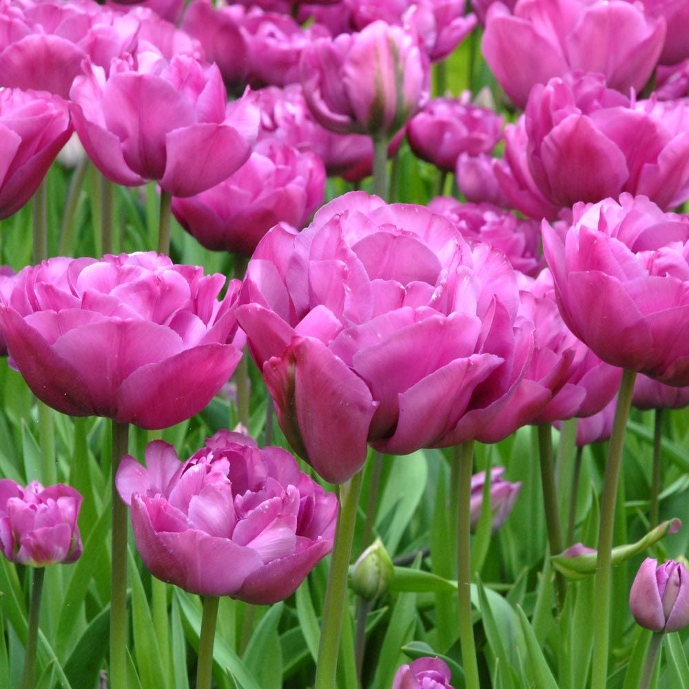 Tulip 'Backpacker' – White Flower Farm