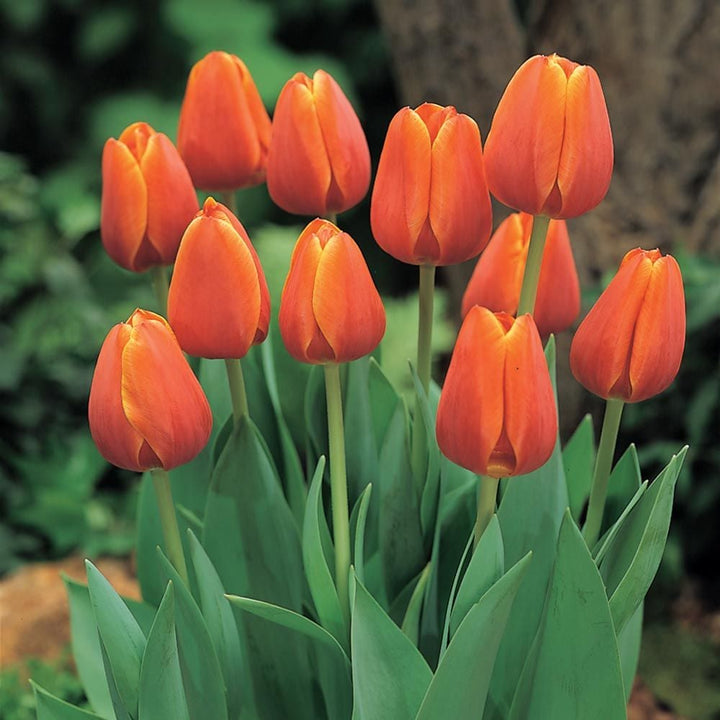 White Flower Farm Orange Perennial Tulip