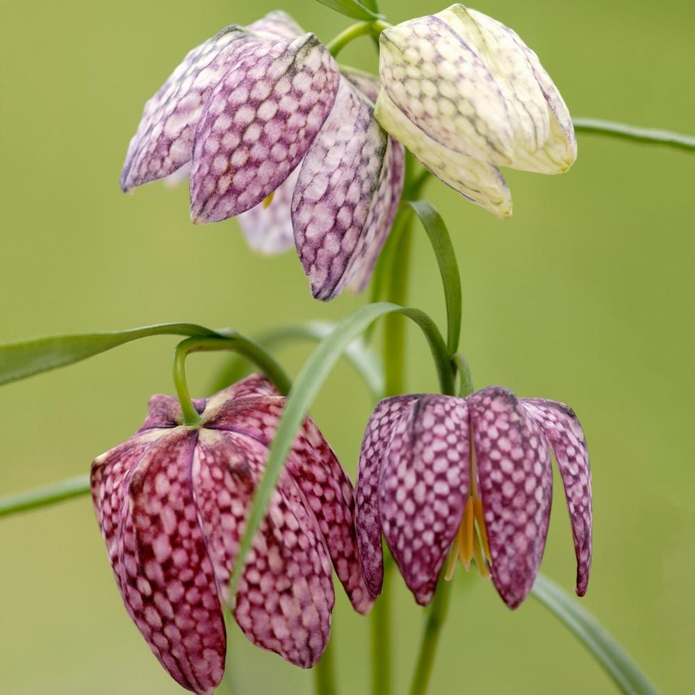 Fritillaria meleagris Mix