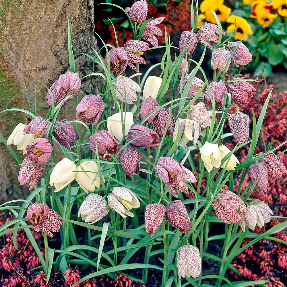 Fritillaria meleagris Mix