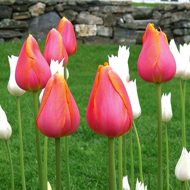 Tulip 'Dordogne'