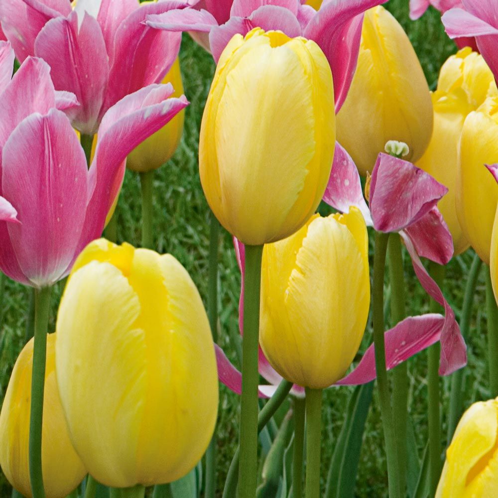 French Single Late Tulip Mix
