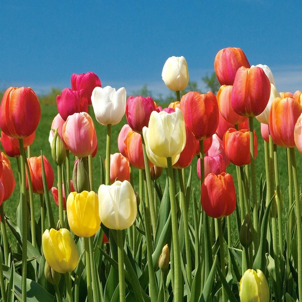 French Single Late Tulip Mix