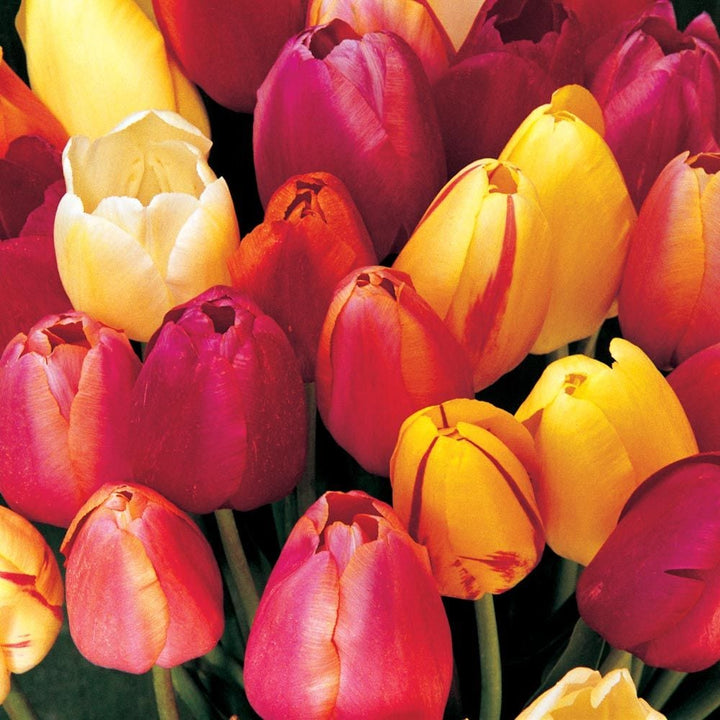 French Single Late Tulip Mix