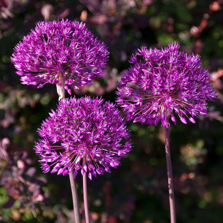 Allium 'Purple Sensation'