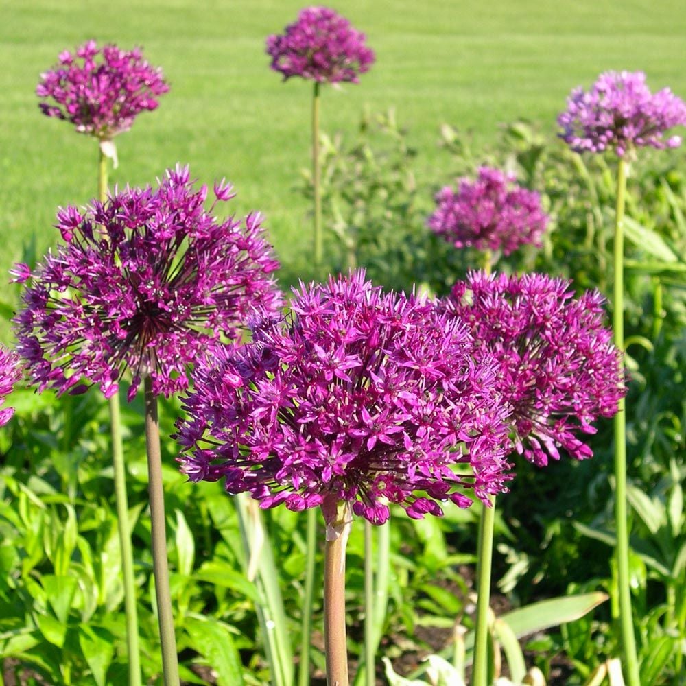 Allium 'Purple Sensation'