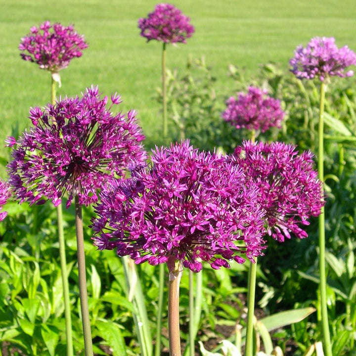 Allium 'Purple Sensation'
