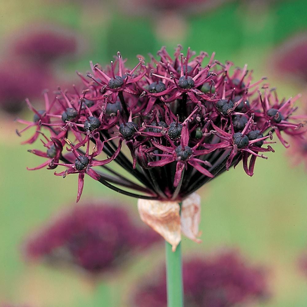 Allium atropurpureum