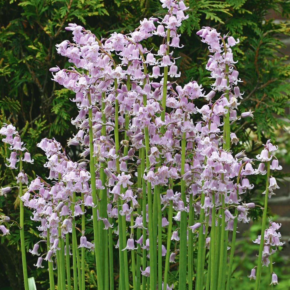 Spanish Bluebells Mix