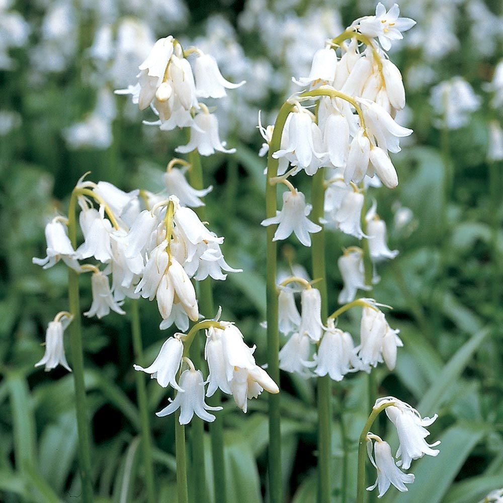 Spanish Bluebells Mix