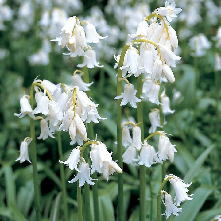 Spanish Bluebells Mix