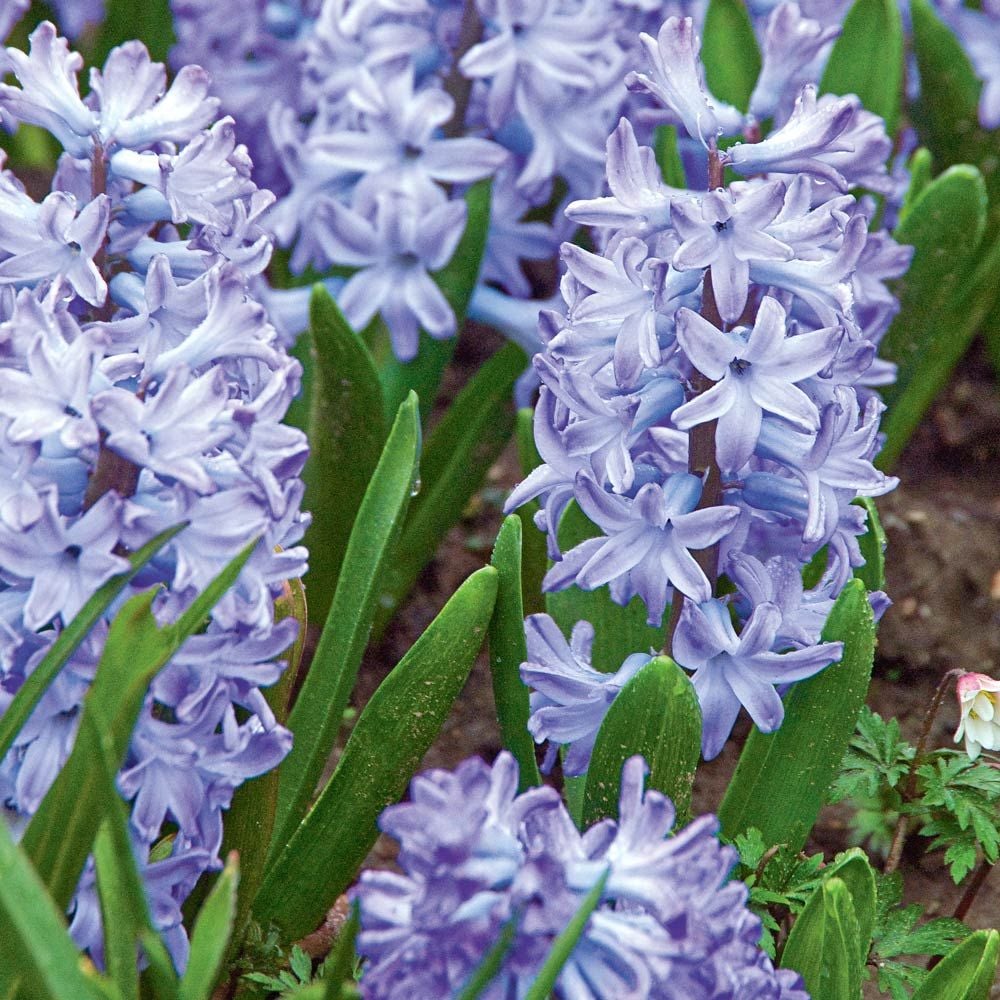Blue Hyacinth Mix
