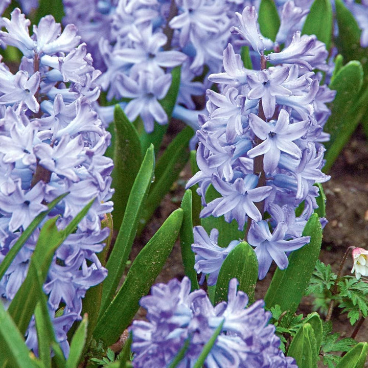 Blue Hyacinth Mix