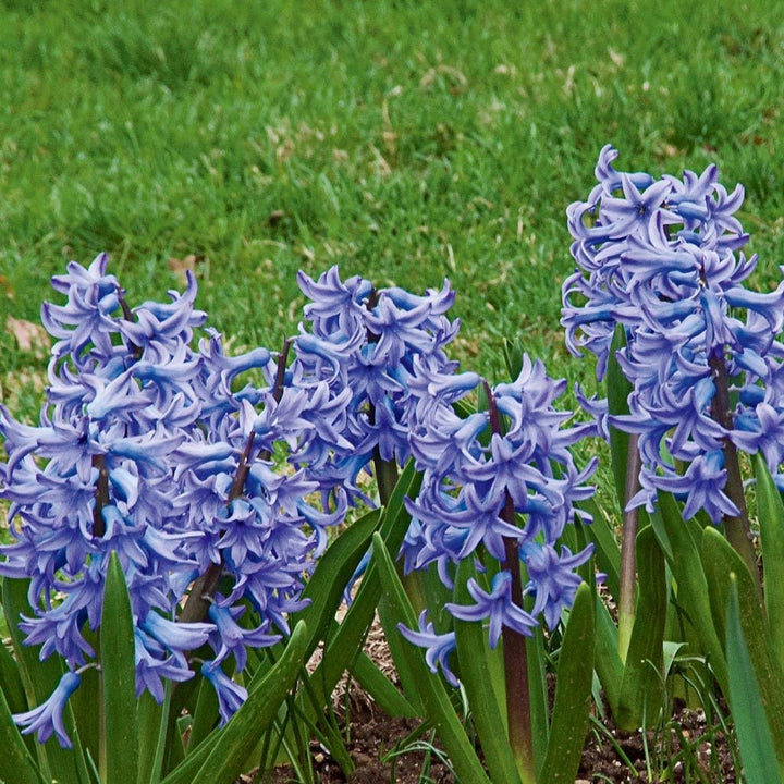Blue Hyacinth Mix