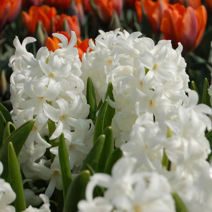Hyacinthus May Day Bouquet Mix