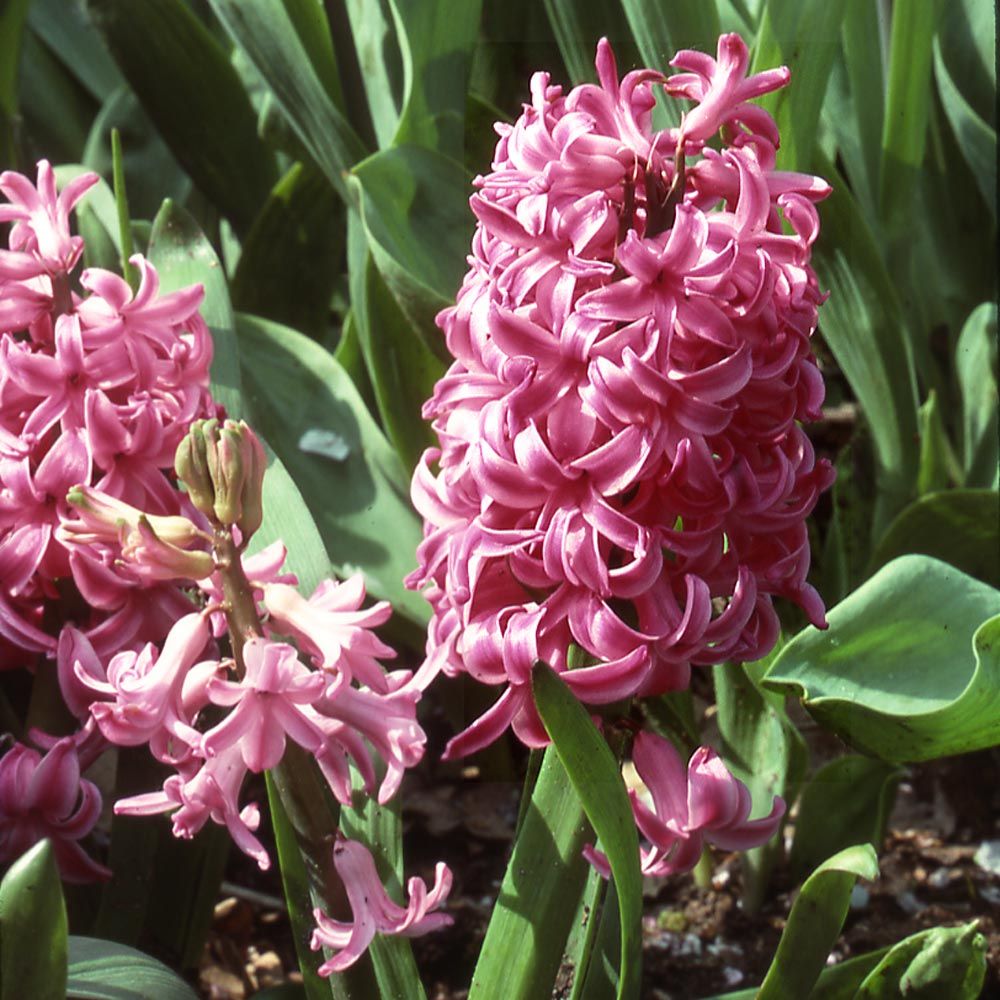 Rubies and Pearls Hyacinth Mix