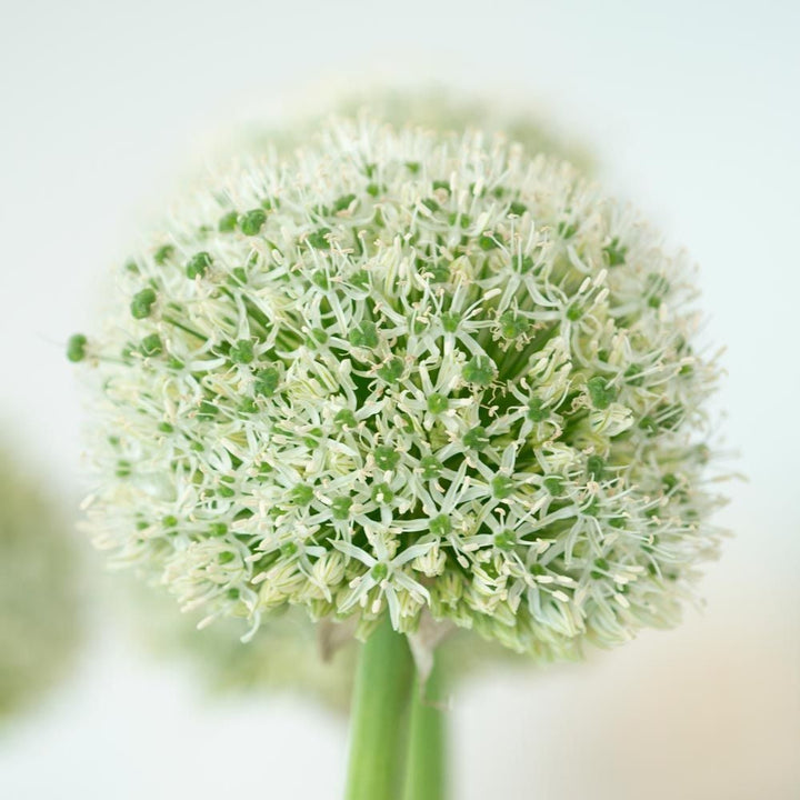Allium stipitatum 'White Giant'