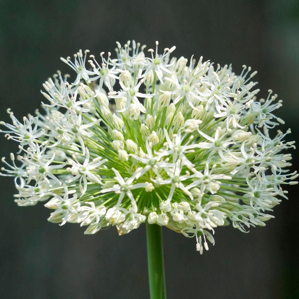 Allium stipitatum 'White Giant'