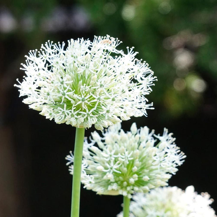 Allium stipitatum 'White Giant'