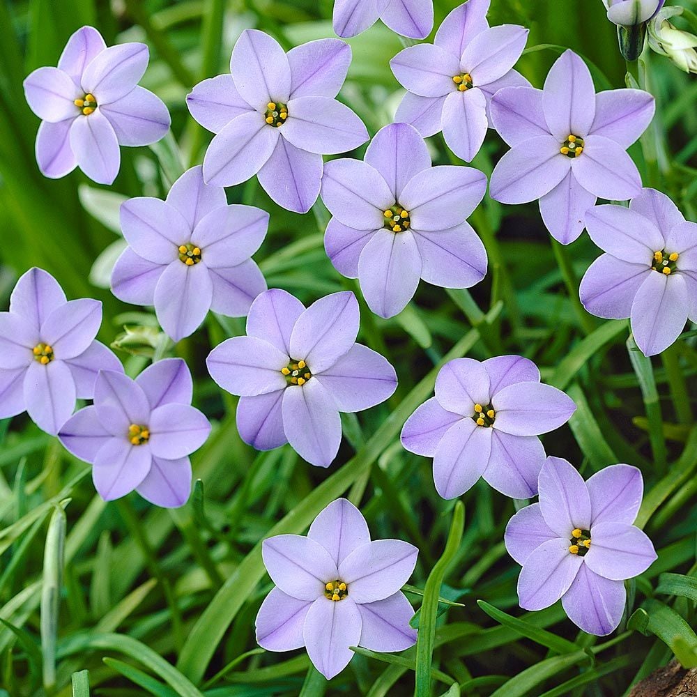 Constellation of Blue Stars Ipheion Mix
