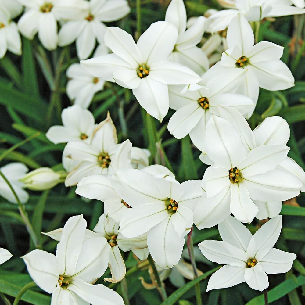 Constellation of Blue Stars Ipheion Mix