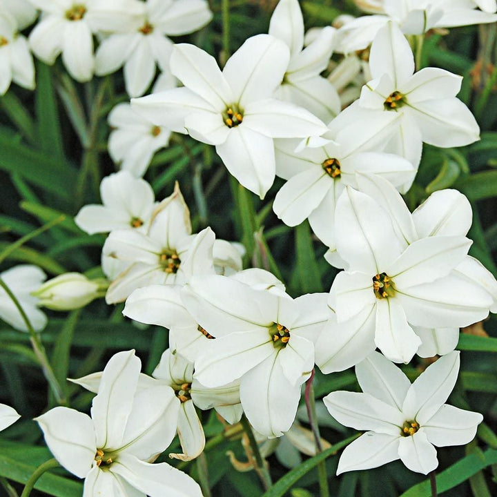 Constellation of Blue Stars Ipheion Mix