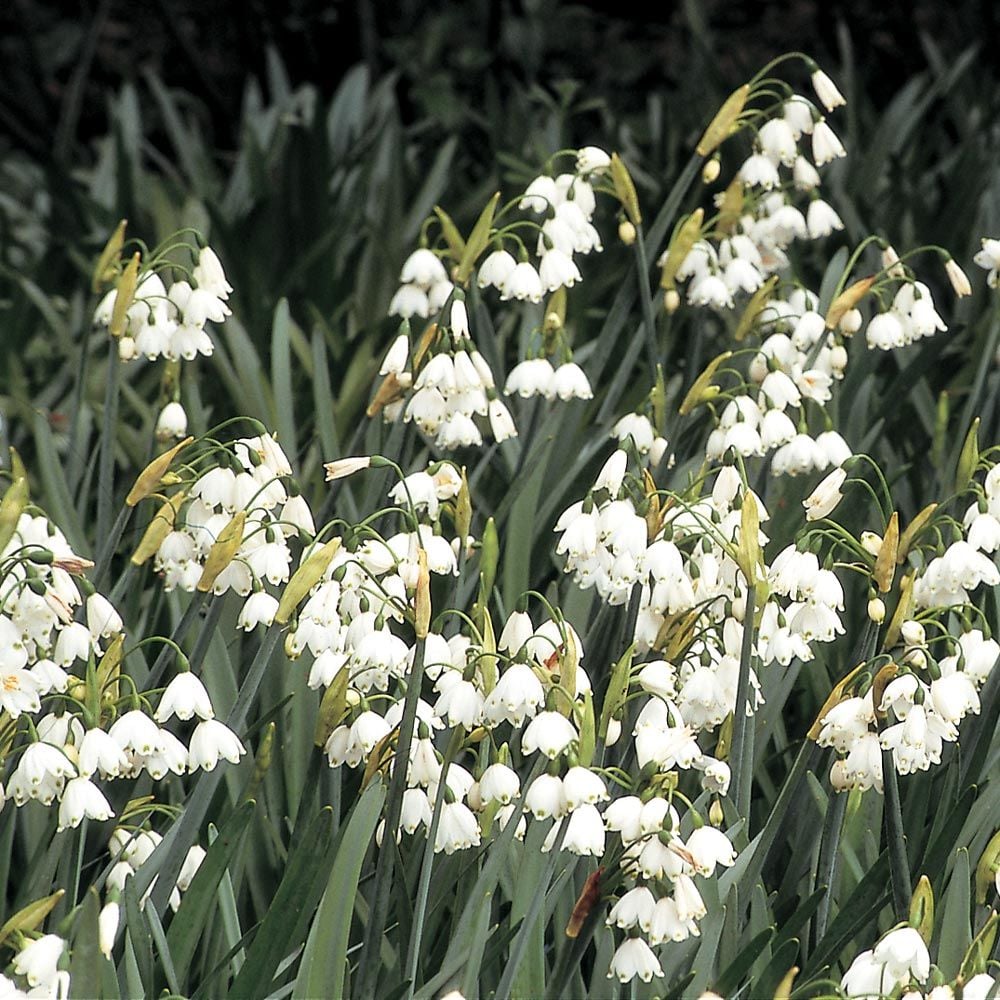 Leucojum aestivum 'Gravetye Giant'