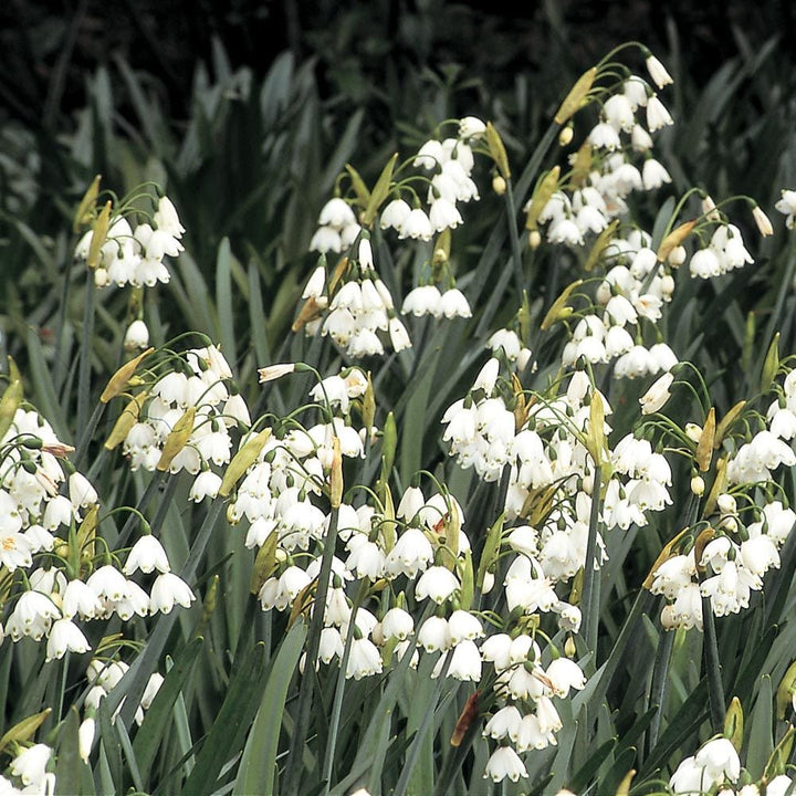 Leucojum aestivum 'Gravetye Giant'