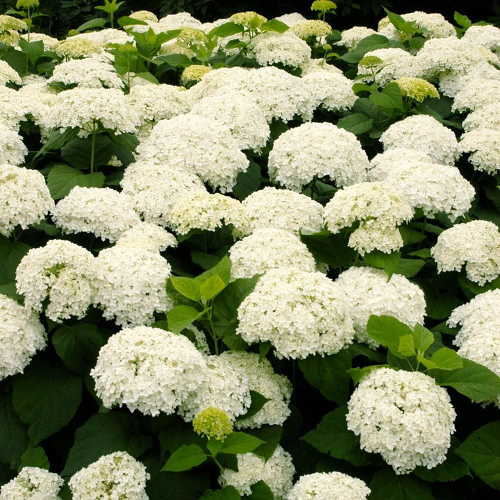 Hydrangea arborescens 'Annabelle'