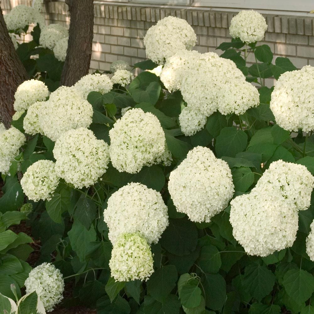 Hydrangea arborescens 'Annabelle'