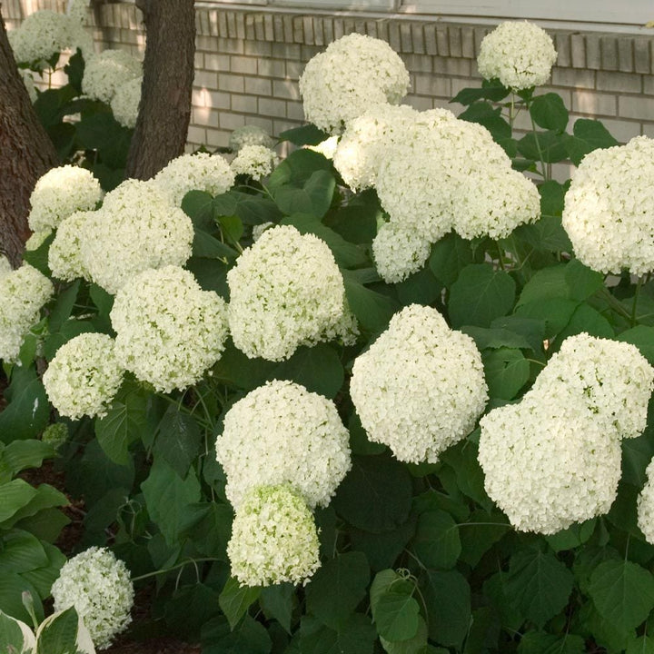 Hydrangea arborescens 'Annabelle'