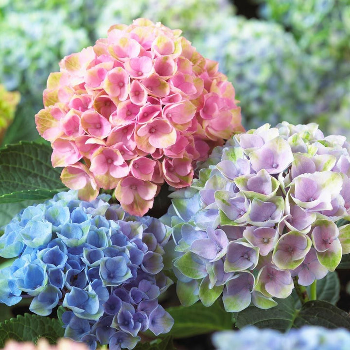 Hydrangea macrophylla Magical® Revolution