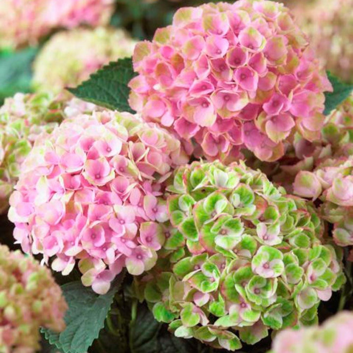 Hydrangea macrophylla Magical® Revolution
