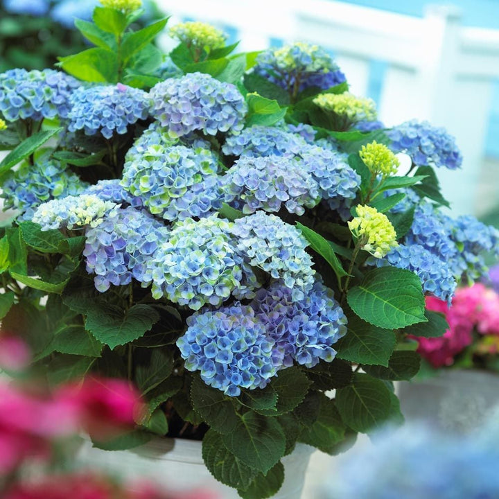 Hydrangea macrophylla Magical® Revolution