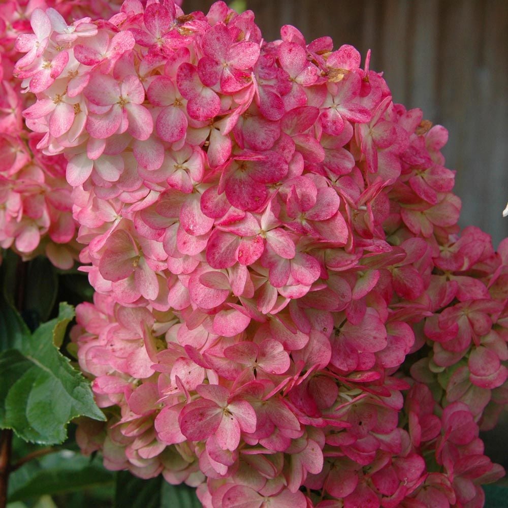 Hydrangea paniculata Vanilla Strawberry™