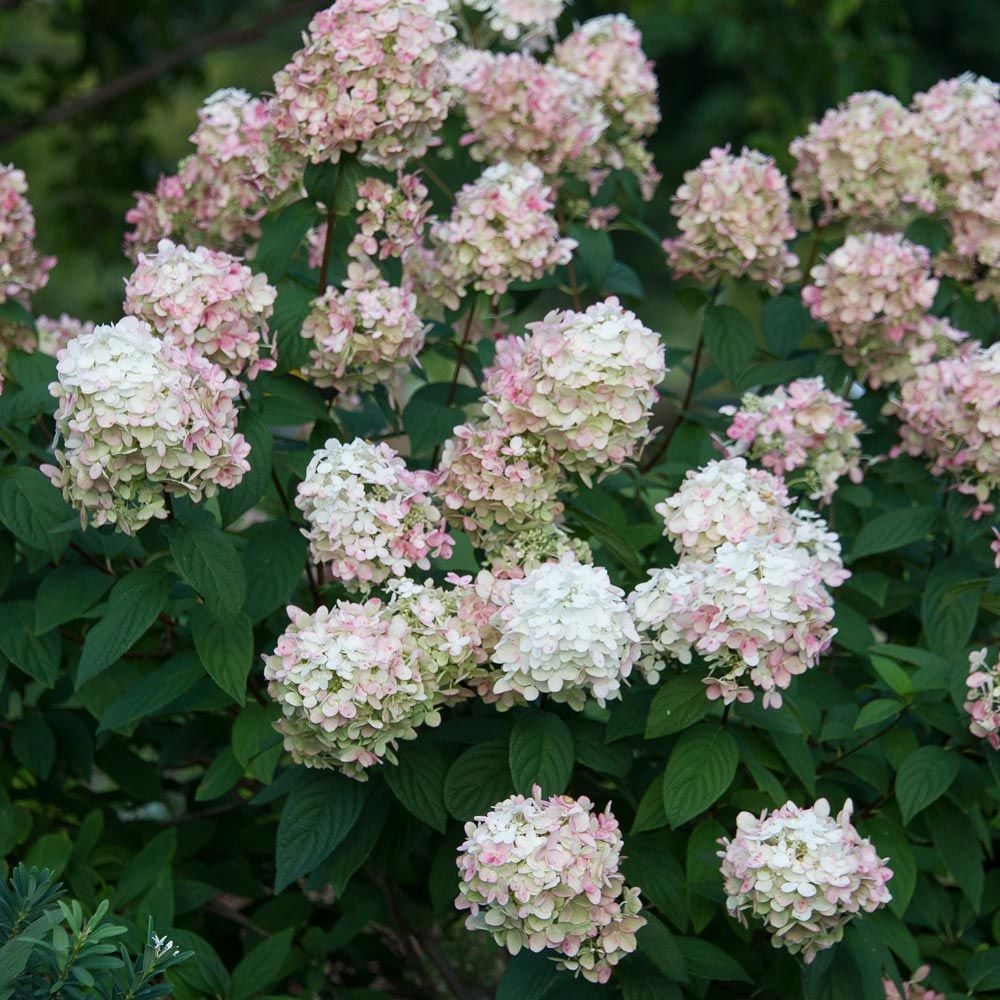 Hydrangea paniculata Fire Light®