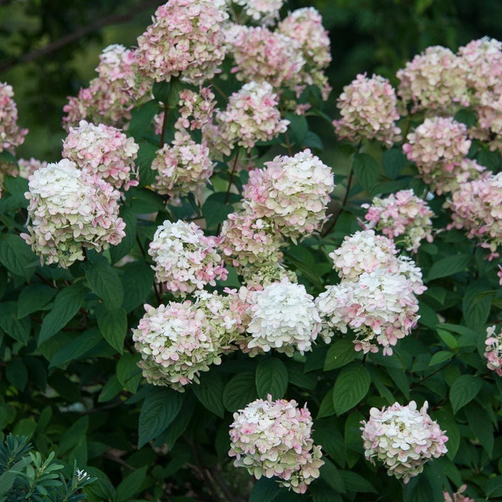 Hydrangea paniculata Fire Light®